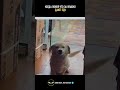 Песик понял как получить еду #добро