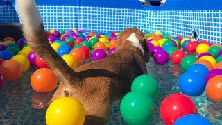 Splashin' Good Time with Beagle Buddies