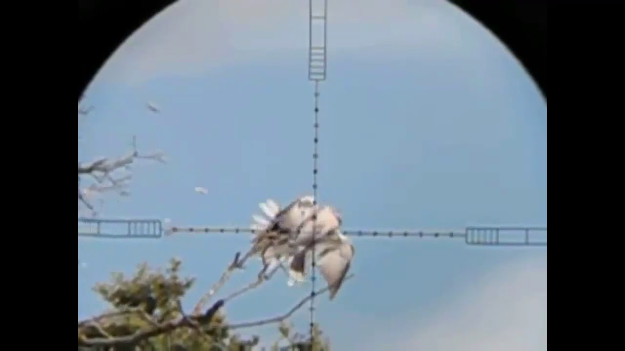 Air Rifle LONG RANGE Hunting Doves & Pigeon Hunting Video 2018 3 By The Pakistani Hunter YouTube