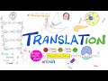 Translation MRNA To Proteins Ribosomes RER Post Translational Modification