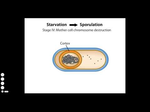 Endospore Formation