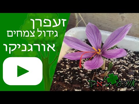 וִידֵאוֹ: האם פרח שושן הוא רב שנתי?