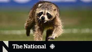 #TheMoment a raccoon interrupted an MLS game