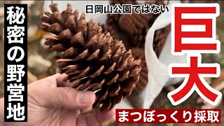 極秘】秘密の野営地にて見た事もない巨大まつぼっくりを採取した