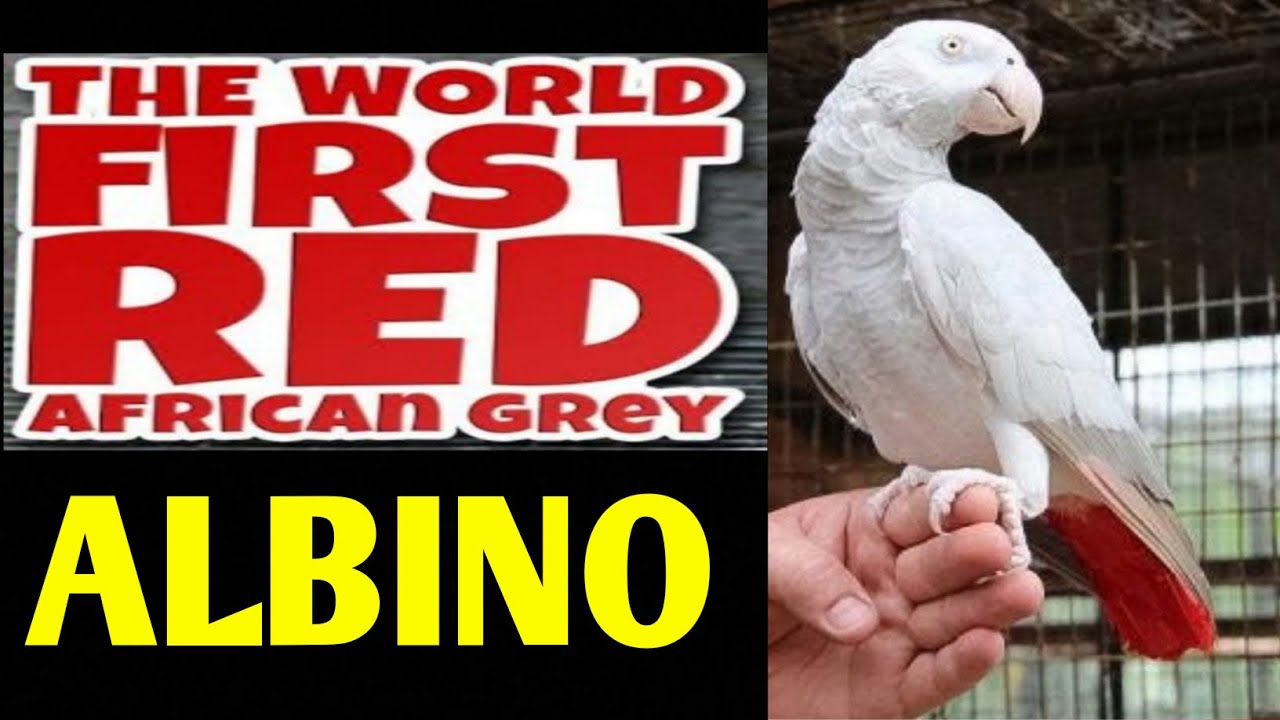 World first albino congo African grey parrot rarest bird in the wold
