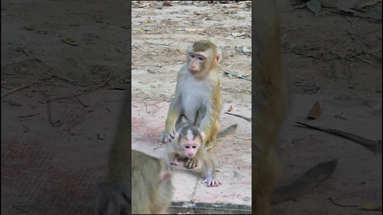 Newborn baby Lucan & mom Louy #1