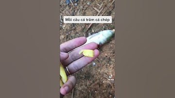 Mồi câu cá trắm cá chép tự nhiên