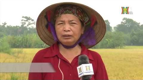 Hiệu quả cơ giới hóa sản xuất lúa trong nông nghiệp