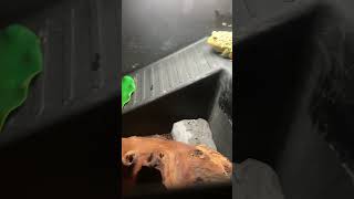 Young Giant African Bull Frog is back on it’s drip! Water change and tank cleaning!