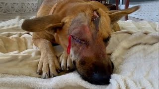 Dog Scared Everyone After Abuse — Until She Meets This Woman | Rescue Dog