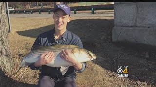 Harvard Grad Student Catches 25-Pound Striped Bass In Charles River
