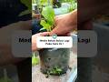 How to Revive Used Potting Mix Easily | Jangan Dibuang! Media Tanam Bekas Bisa Subur Lagi‼️