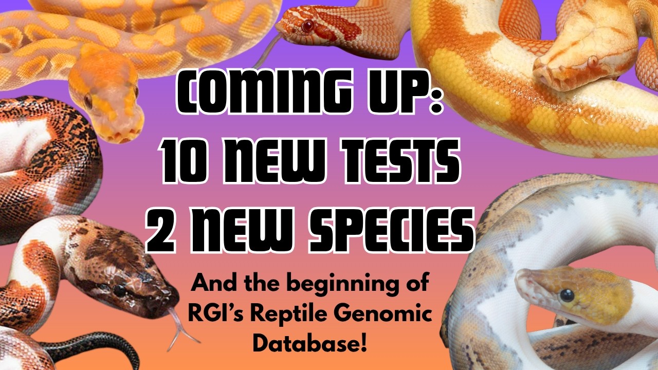 10 NEW Tests In Validation Right Now Ft. TWO NEW SPECIES! | Reptile Genetics Weekly Ep 152