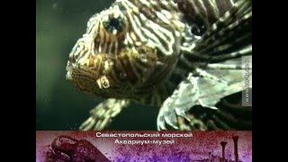 видео Севастопольский морской Аквариум-музей