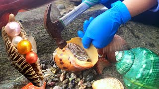 Coconut snails have pearls inside them? so much seafood in lonely islands