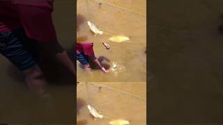 😱 panchala kendai meen #fishing family tamil #gillnet #trending #shorts