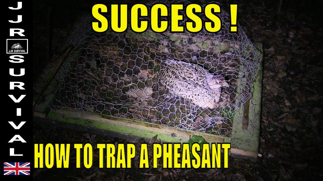 How To Trap A Pheasant - YouTube