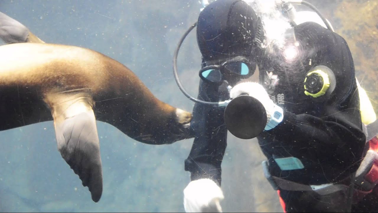 サーフ」と「レオ」です。よろしくね！イルカとアシカの赤ちゃん愛称が決まりました。 | 海遊館ニュース | 海遊館について | 海遊館, image size:1280x720