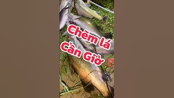 về cần giờ câu cá chẽm!kiếm con cá chẽm chưng tương
