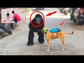 Fake small gorilla prank village street dogs try to not laugh raipuriya pranker