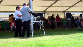 Southern Counties Champ Show 2012 Mini Bull Terriers Frank Kane Open Dog