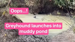 GREYHOUND launches into pond in SECURE DOG FIELD then has swimming lessons