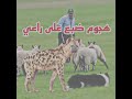 هجوم ضبع على راعي هجوم ضبع على راعي