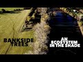 How bankside trees impact the aquatic ecosystem within your fishery