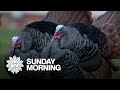 Nature: Wild turkeys in Ohio