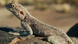 معلومات عن سحلية AGAMA 🦎 (حردون)