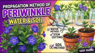 Propagation Method Of Periwinkle