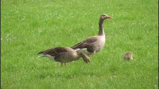 Geese  grazing time music  @ music channel.