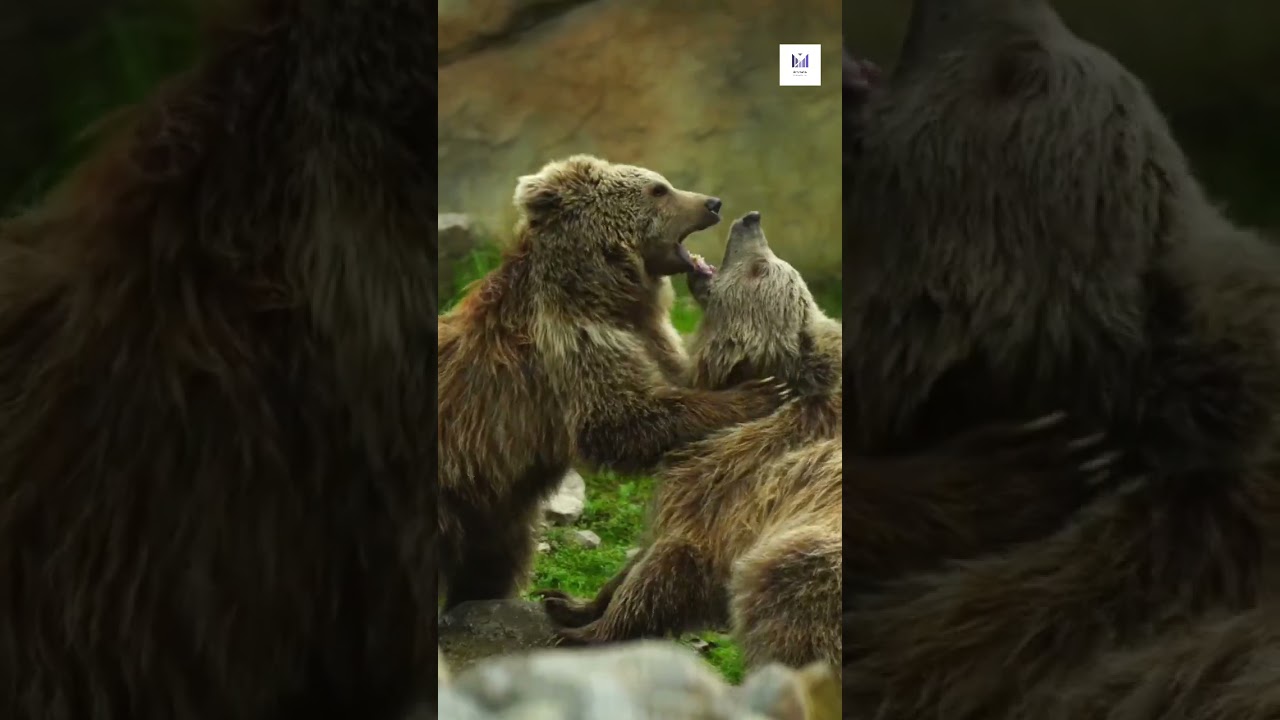 The Elusive Bear: A Rare Encounter in the Wild!