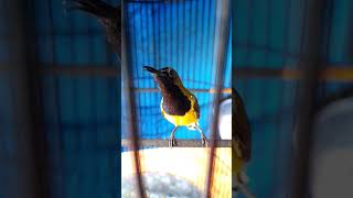 Sogon materi Lovebird #sogonjuara #sogonmania #sogongacor #shorts