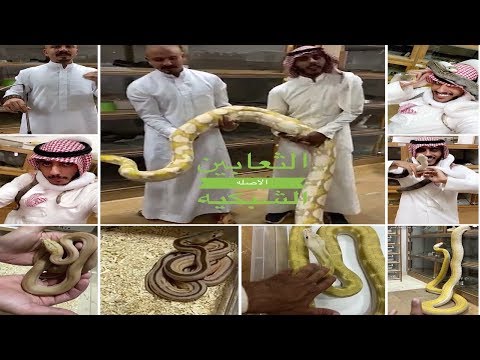 فيصل ملائكه انتاج الثعابين الطفرات النادره 150 ثعبان فصيله واحده من الاصلة الشبكية