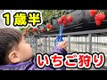 【1歳半】はじめてのいちご狩り【育児Vlog】