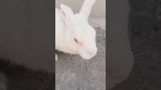 Banny daily blog#bunnyoftheday #shortsfeed #shorts