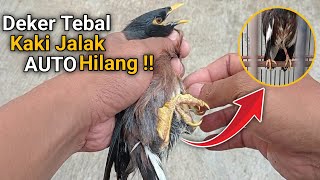 THICK SCAB ON STARLING'S LEG FALLS RIGHT OFF || How to Remove Scabs from a Starling's Leg