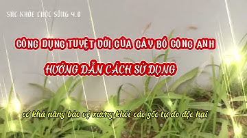 Công dụng tuyệt vời của cây Bồ công anh|Sức khỏe cuộc sống 4.0|