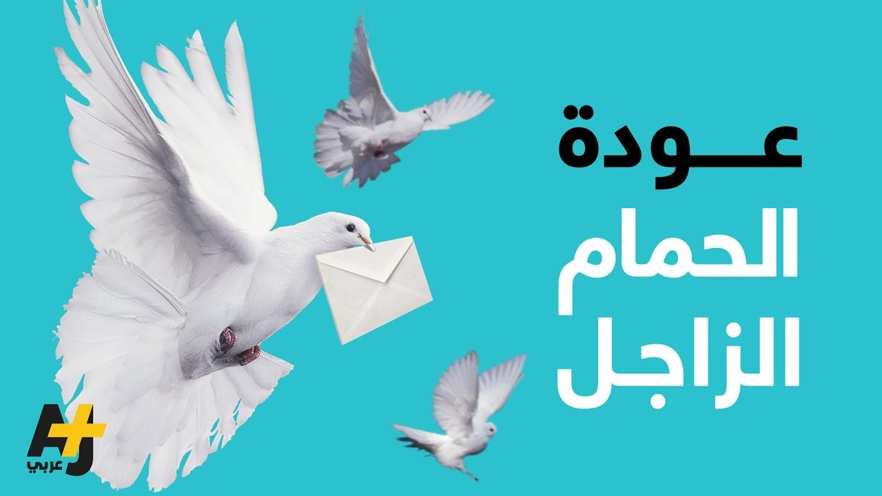 الحمام الزاجل في غزة