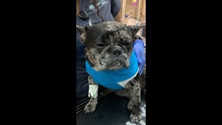 You're a veterinarian without pets?!!