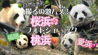 【自然の洗礼!?】激ムズ桜浜🌸フォトジェニック桃浜🍑＆お隣パンダ🐼愛浜姉さん💕【成都大熊猫基地】Chengdu Panda Base 福順・毛豆・妮可・艾玖・润玥・安逸