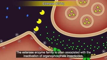 Resistance101 - Resistance mechanisms, Metabolic resistance (French)