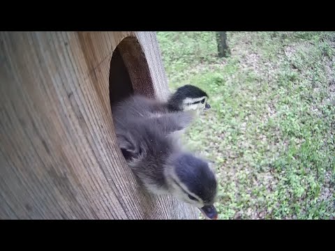 Jouez aux Meilleurs Jeux de Casino en Ligne sur Casongo - Casino En Direct au Congo