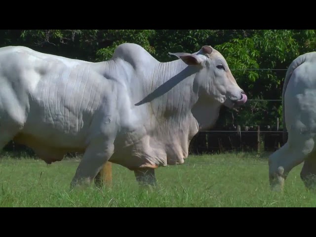 LOTE 14   4587 4616 mp4