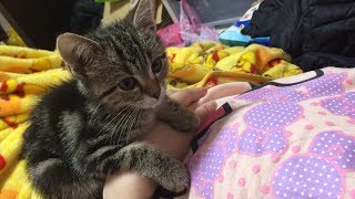 寝ている妹の上でぴょこんと居座る子猫