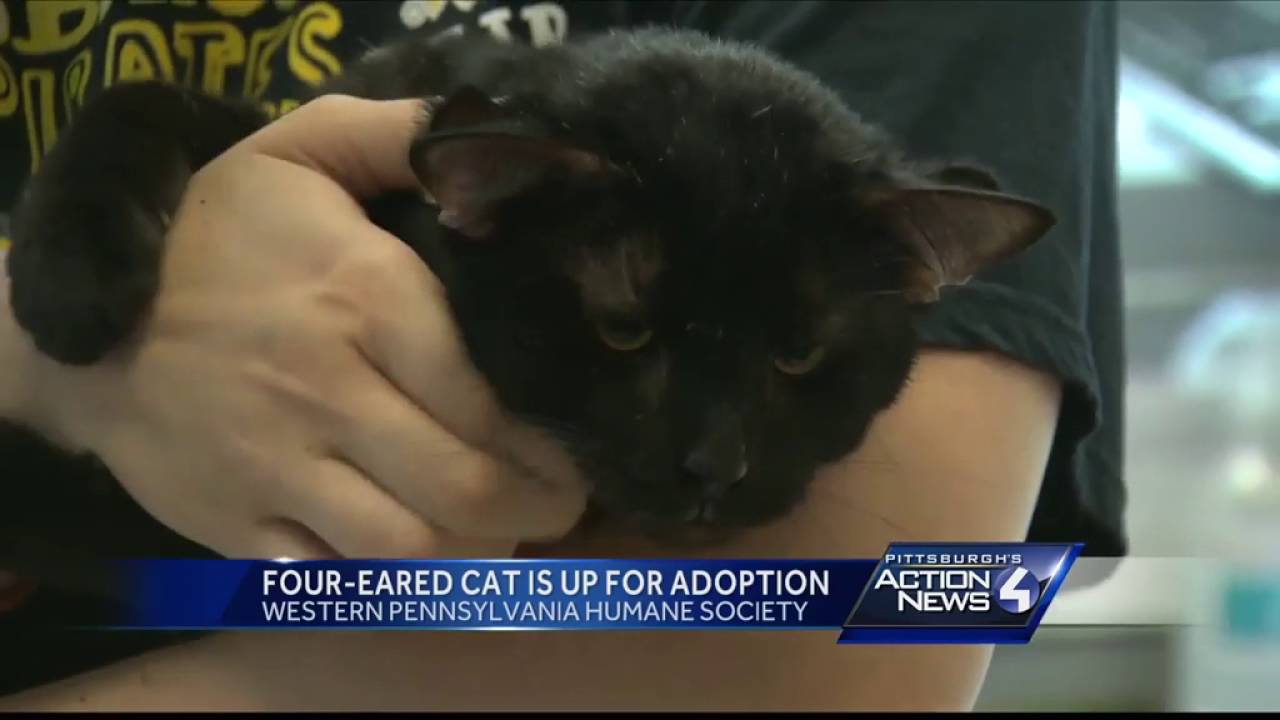 4つの耳を持つ猫 そのスペシャルな耳で黒猫ながらすぐに里親が決まる アメリカ カラパイア