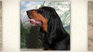Black and Tan Coonhound Behavior by Carmen Montes 347 views 9 years ago 43 seconds