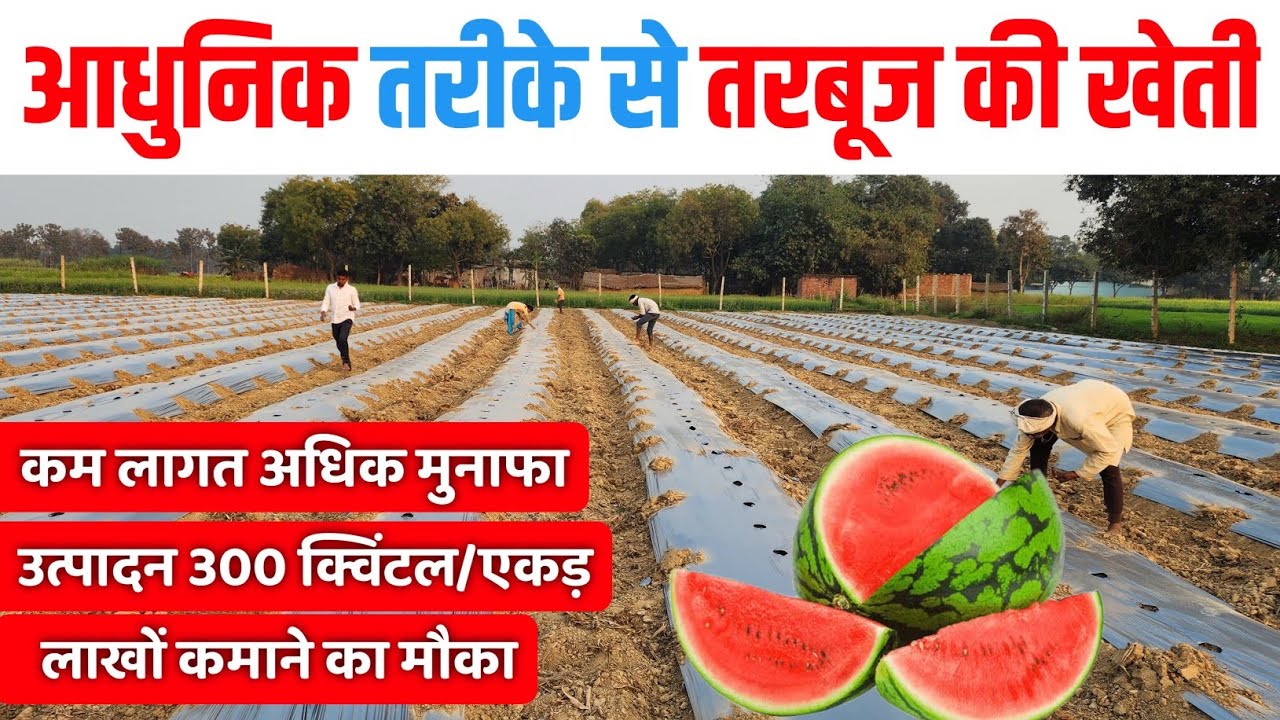 वैज्ञानिक विधि से तरबूज की खेती tarbuj ki kheti kaise kare / Best way to grow watermelon from seed