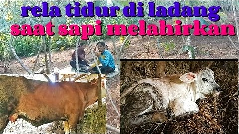 sampai ditarik 3 orang‼️.induk super melahirkan brahman jumbo